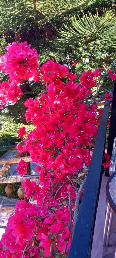 Apartment Nikis Agios Gordios (Corfu)